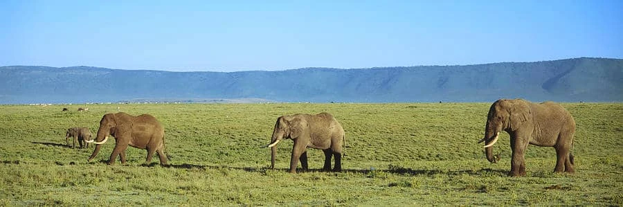 Tanzania Safari