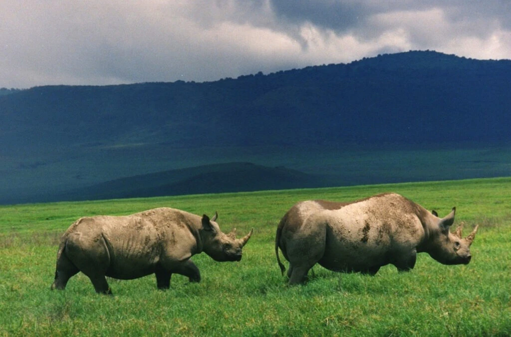 Tanzania Safari