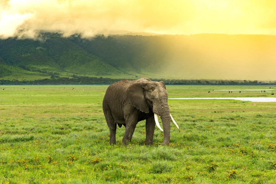 Tanzania Safari