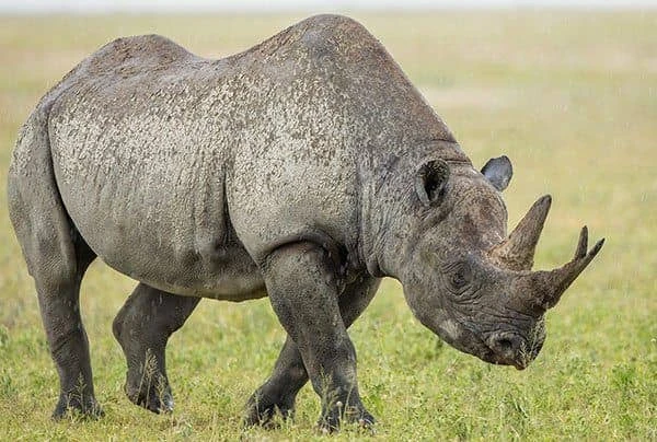 Tanzania Safari