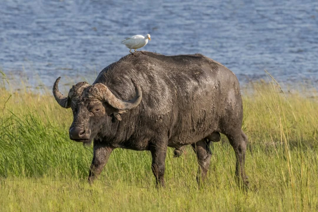 Tanzania Safari
