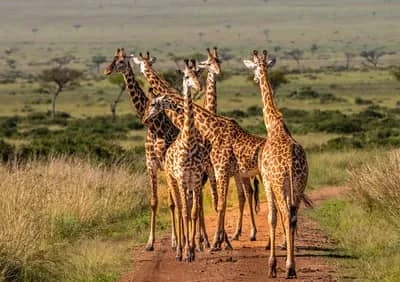 Tanzania Safari