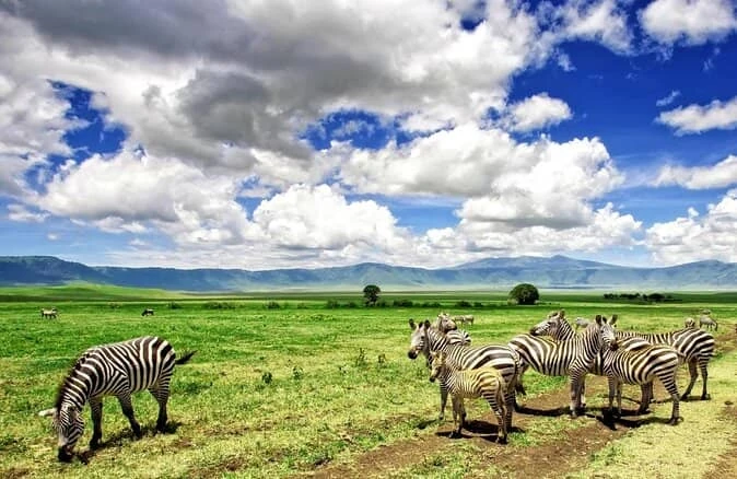 Safari Guide