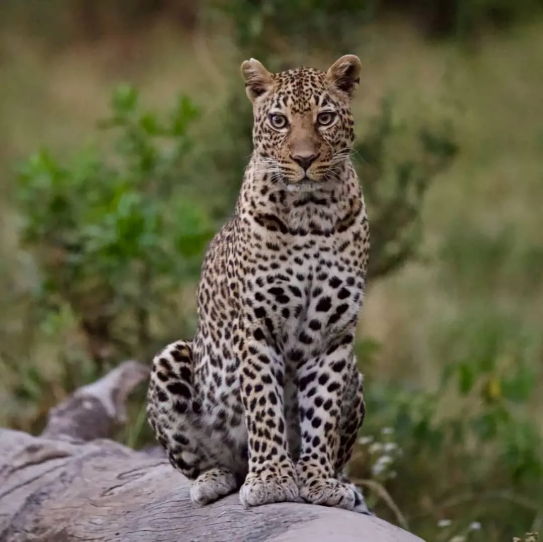Tanzania Safari