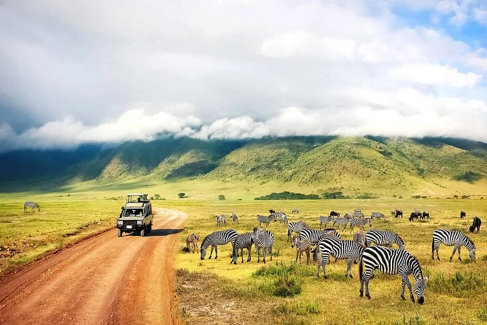 Tanzania Safari
