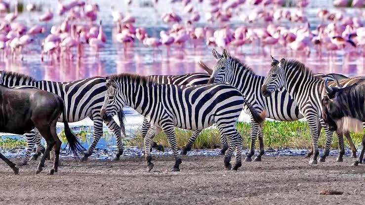 Tanzania Safari