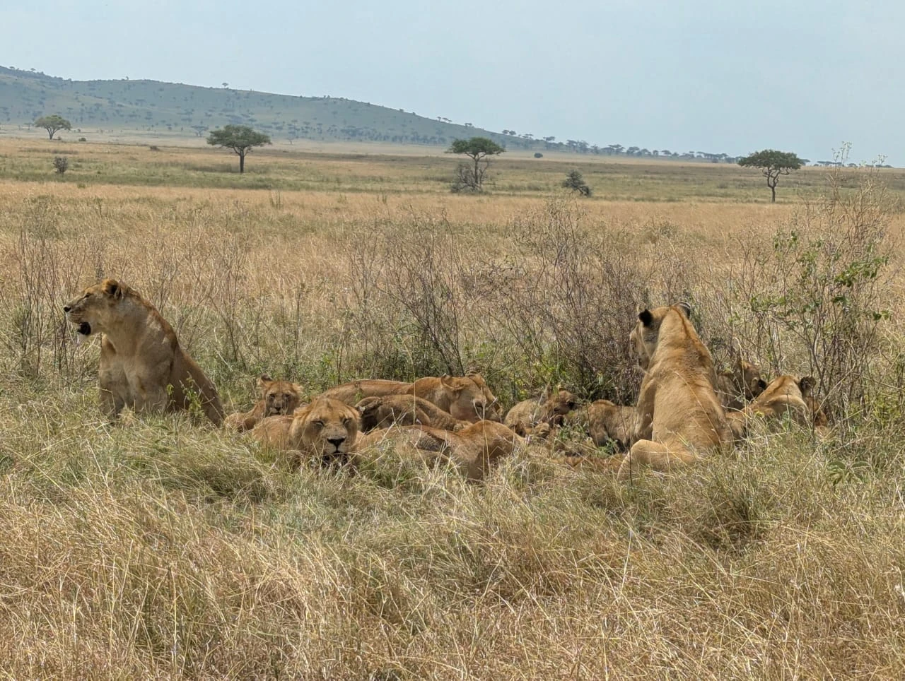 Tanzania Safari