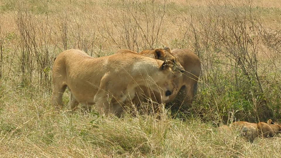 Tanzania Safari