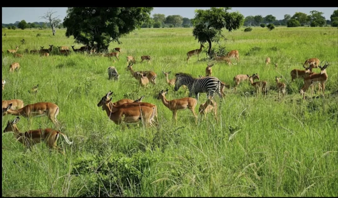 Tanzania Safari