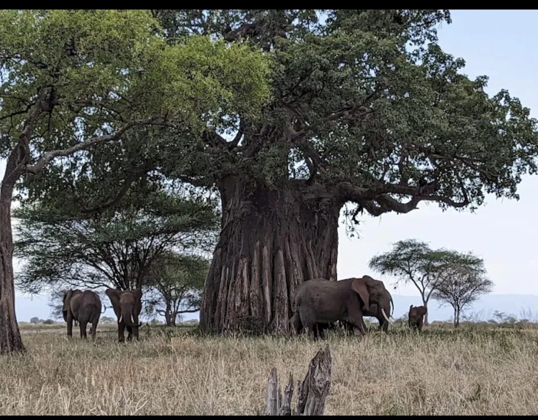 Tanzania Safari
