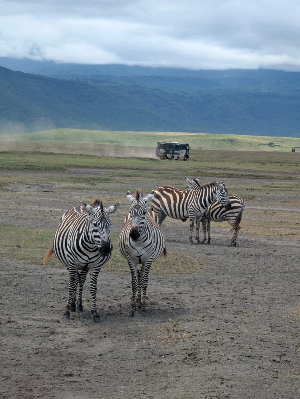 Tanzania Safari