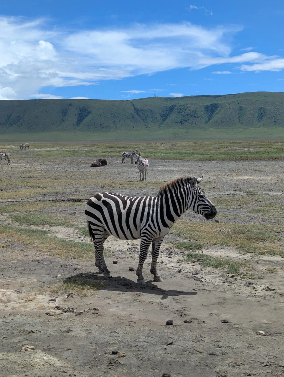 Tanzania Safari
