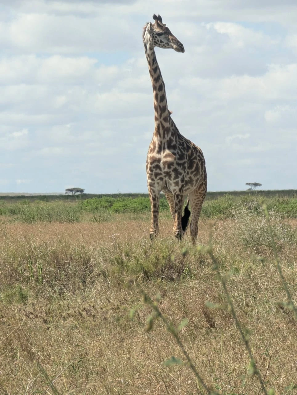 Tanzania Safari