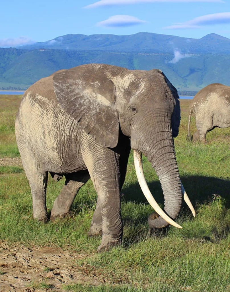 Tanzania Safari
