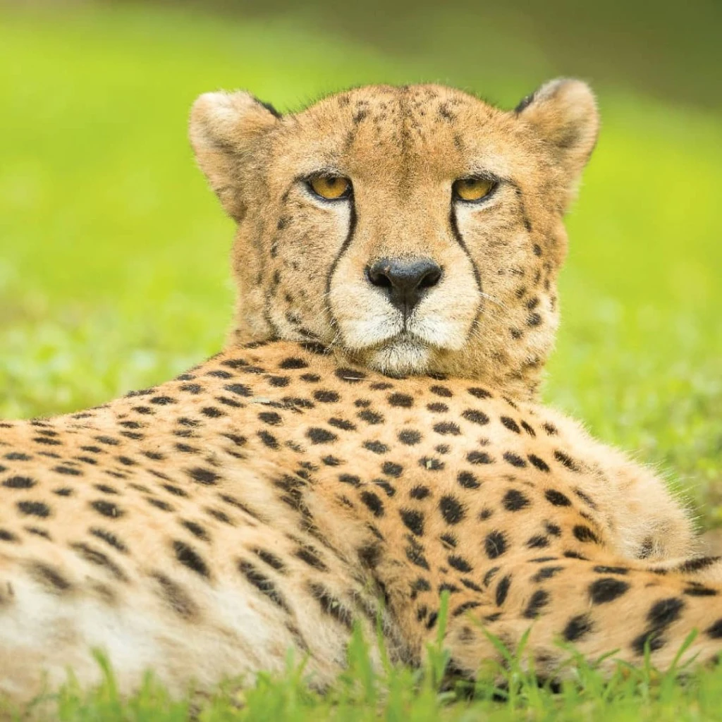 Tanzania Safari