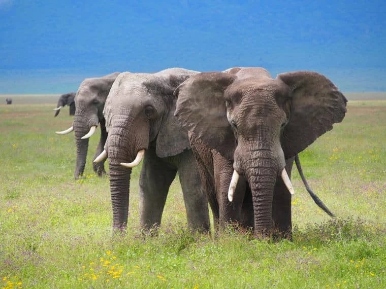 Tanzania Safari