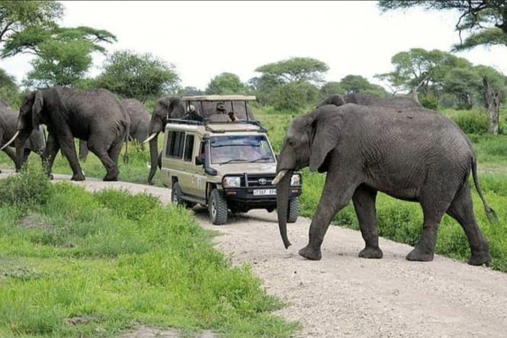 Tanzania Safari