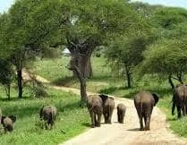 Tanzania Safari