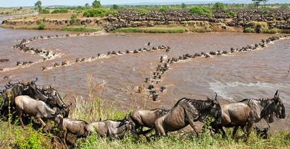 Tanzania Safari