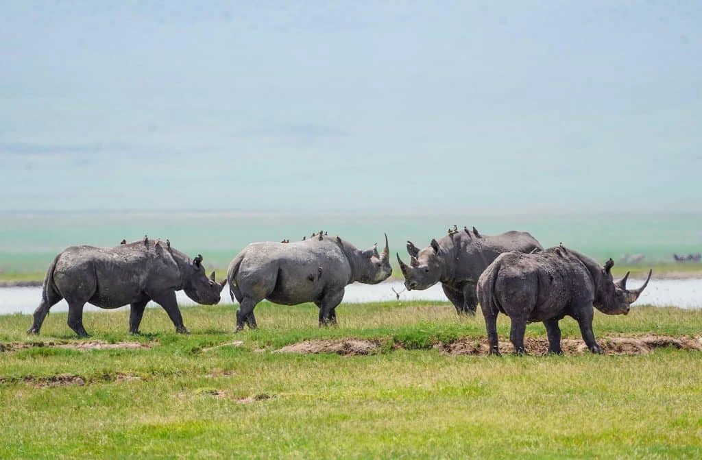 Tanzania Safari